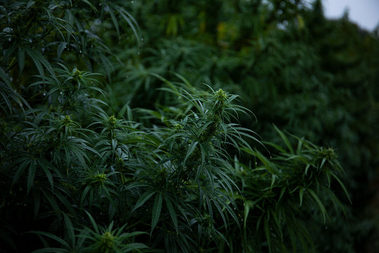 Cannabis Forrest
