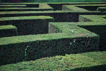 Green plant maze. Labyrinth maze garden. Green bushes natural labyrinth, hedge maze. Maze green bushes geometry. Top view.