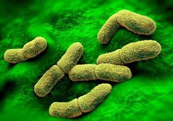 Yersinia pestis bacteria, illustration