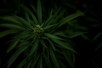 Cannabis Top