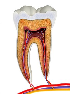 Molar tooth cross-section, artwork