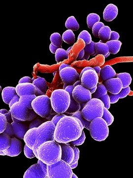 Enterococcus faecalis, bacteria, artwork
