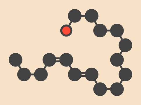 Bombykol insect pheromone molecule