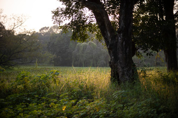 Green Indian natural landscape and forests. Indian landscape,