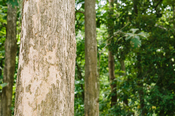 Teak tree in the forest with blurred background