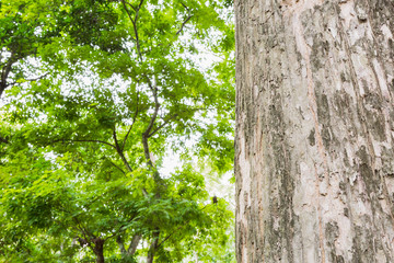 Obraz premium Teak tree in the forest 