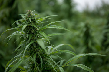 Naklejka premium Hemp and CBD