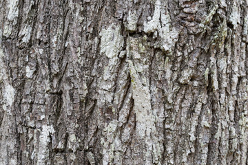 Fototapeta premium bark of a tree