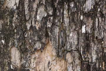 old tree bark
