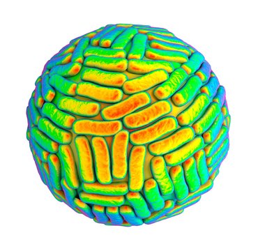 Zika virus, illustration