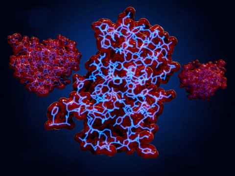 Insulin Molecule, Illustration