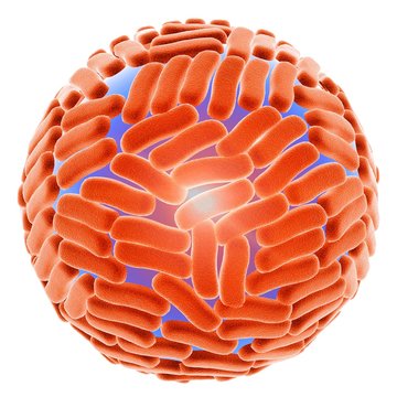 Zika virus, illustration