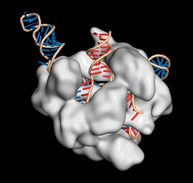 CRISPR-CAS9 gene editing complex