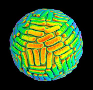Zika virus, illustration