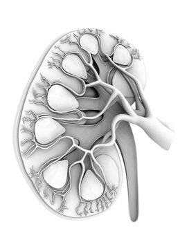 Human kidney, cut-away computer artwork