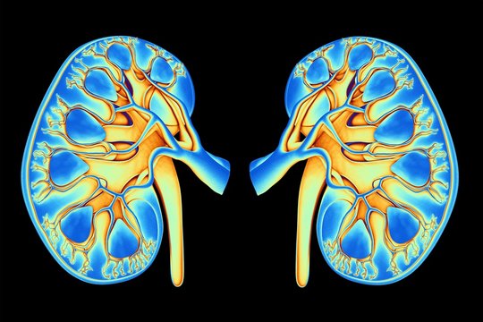 Human kidneys, artwork