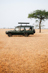 Jeep cars Safari truck  in golden grass field of Serengeti Savanna forest in Tanzania
