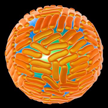 Zika virus, illustration