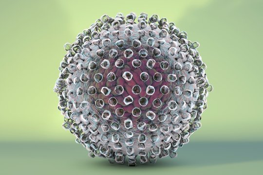 Hepatitis C virus, illustration