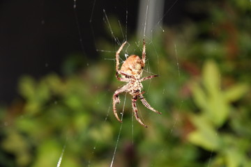 Spider on web