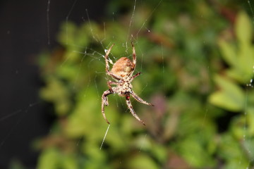 Spider on web