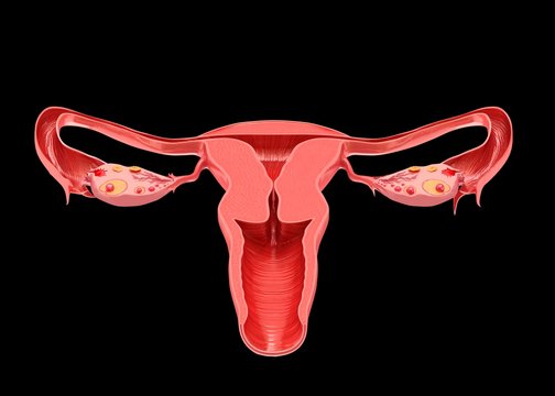 Female reproductive system, illustration