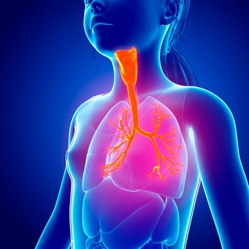 Human respiratory system, illustration