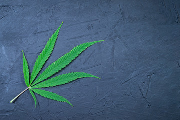 Fresh green marijuana leaf on a black-blue stone