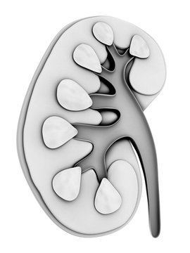 Human kidney, cut-away computer artwork