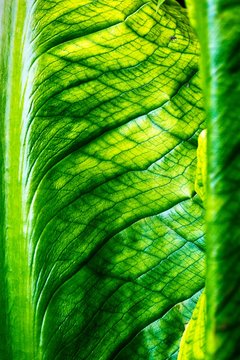 Chard Leaf Detail