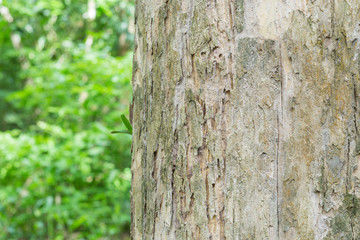 Teak trees in nature Thailand