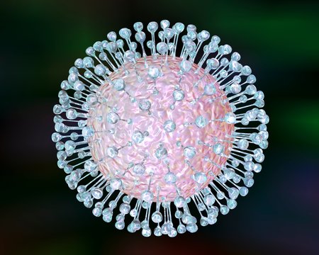 Zika virus, illustration