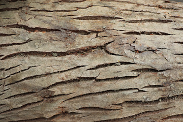 Tree bark texture background. Brown bark of a tree