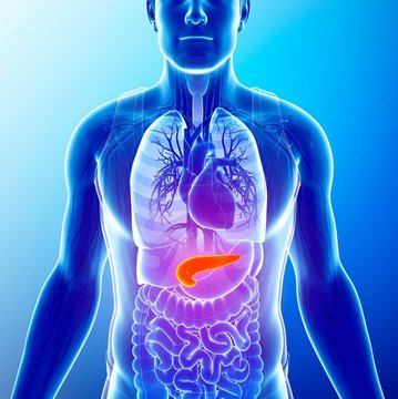 Human pancreas, illustration
