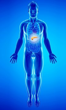 Human pancreas, illustration