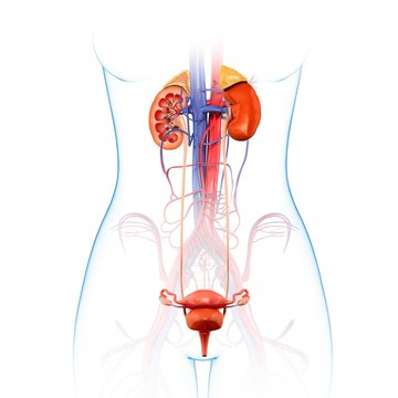 Human kidneys, illustration