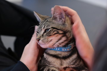 cute young energetic Bengal striped Tabby cat kitten lying playfully in the arms of it's owner...
