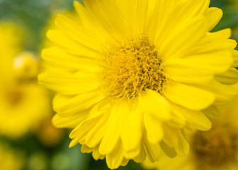 a beautiful chrysanthemum in the garden