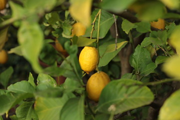 fresh growth leaf covered ripe juicy lemon hanging on a home grown backyard lemon tree, Victoria, Australia