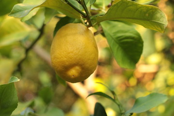 fresh growth leaf covered ripe juicy lemon hanging on a home grown backyard lemon tree, Victoria, Australia