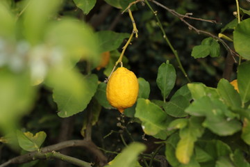 fresh growth leaf covered ripe juicy lemon hanging on a home grown backyard lemon tree, Victoria, Australia