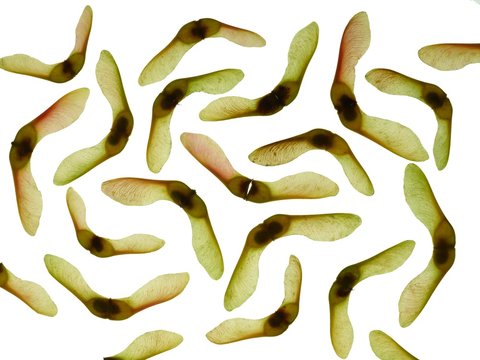 Sycamore seeds