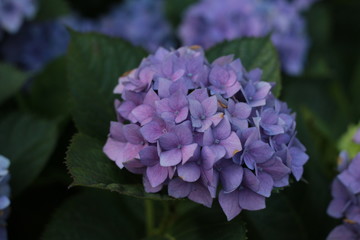 close up of a bush of Purple and blue refreshing spring time Hydrangea flowers in a cottage garden