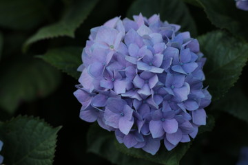 close up of a bush of Purple and blue refreshing spring time Hydrangea flowers in a cottage garden