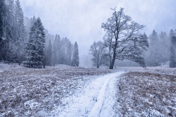 The first snow fell in the forest.