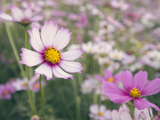 a beautiful cosmos flower in the blue sky
