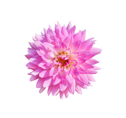 Fresh pink or purple dahlia flowers patterns blooming isolated on white  background and clipping path