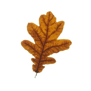 Oak leaf