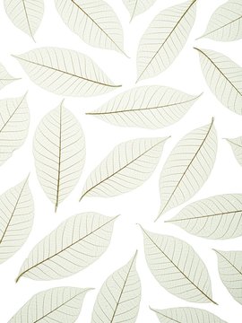 Leaf skeletons