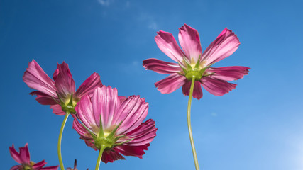 a beautiful cosmos flower in the blue sky